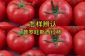 怎样辨认真正的普罗旺斯西红柿视频封面