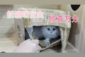 猫贩子收到一个盲盒 看看拆出来一只什么猫呢？