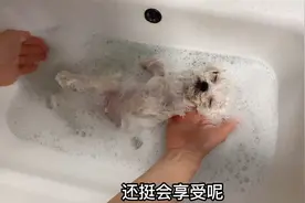 小比熊第一次下水洗澡，四仰八叉的躺着不到3秒就睡着，好享受视频封面