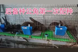 兔子第一次配种的反应，种公兔第一次配种的反应，很搞笑。