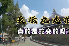寻美中轴线：北京十大最美古树，天坛九龙柏真的是蛇变成的吗？视频封面