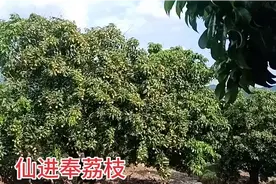 仙进奉荔枝简介视频封面