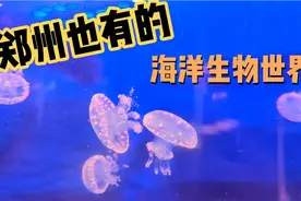 郑州新开的海洋生物世界，门票还能免费。太划算了。视频封面