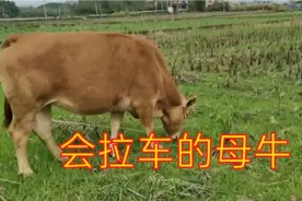 农户这头杂交母牛会拉牛车的，如今会拉车耕地的牛很少了。
