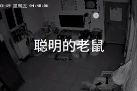 这老鼠是不是太聪明了，看它是怎么跳过老鼠贴的视频封面