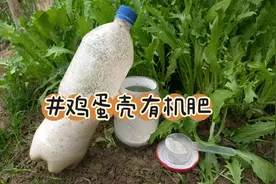 鸡蛋壳不要扔，发酵成有机钙磷肥，养花种菜太好用了视频封面