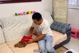 泰迪狗就喜欢男主人，每次见到男主人连路都不会走了，太逗了