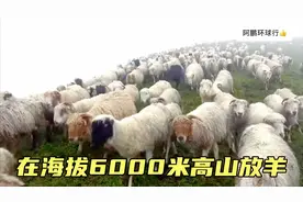 尼泊尔山区牧民在海拔6000米放羊，为了保证体力，每天都要吃肉视频封面