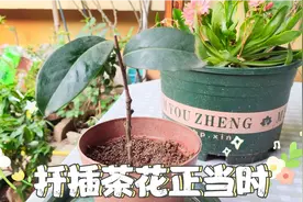 分享茶花扦插的全过程，现在扦插正当时，别错过