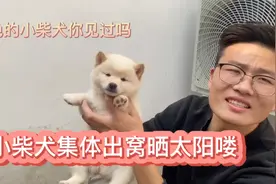 小姐姐家的柴犬集体出来撒欢，一出笼开心的控制不住场面一度失控视频封面