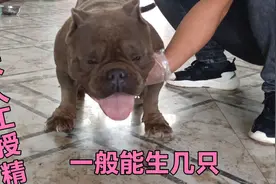 第一次发情的恶霸人工授精能生几只恶霸犬呢，期待生出精品狗宝宝视频封面