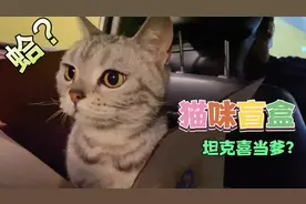 这次难道要开“猫咪盲盒”了吗？我花350带回来的小猫是怀孕了嘛视频封面