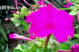 来认识一种植物花，紫茉莉花，不仅可以观赏，还有医药价值！视频封面