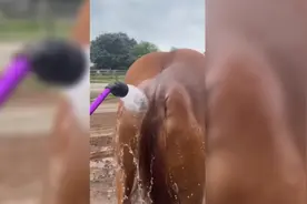 马:不知道为啥，后部肌肉不自觉收紧了！视频封面