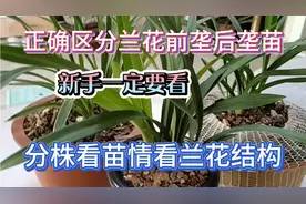 正确区分兰花前垄后垄苗，分株看苗情看兰花结构，新手一定要看！视频封面