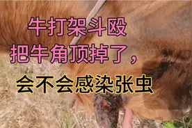 牛打架斗殴把牛角顶掉了，处理不当会感染发烧