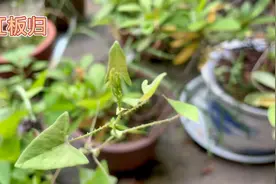 身边的草药（422），杠板归，清热解毒利水消肿的草药视频封面