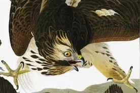 【艺术传记纪录片】自然写生大师 - 约翰·詹姆斯·奥杜邦视频封面