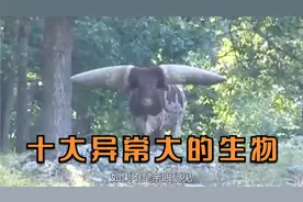 十大异常大的生物，如果不是亲眼所见，我是万万不会相信视频封面