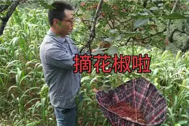 花椒是庆儿姑娘家乡的主要特产之一，每年的采摘季节是七月到八月视频封面