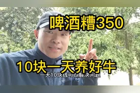 豆粕涨太高，啤酒糟喂牛三个好处，降低成本10块一天养好牛视频封面
