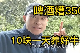 豆粕涨太高，啤酒糟喂牛三个好处，降低成本10块一天养好牛视频封面