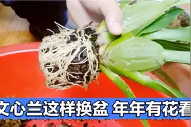 文心兰这样正确换盆，年年有花看，教程详细建议收藏备用感谢点赞视频封面