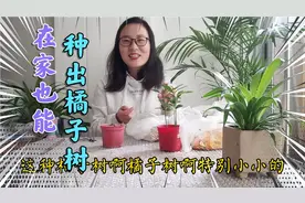 吃橘子后的种子不要扔，用来播种60天后就有不花钱的小盆栽观赏视频封面