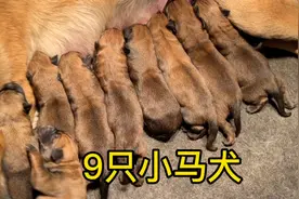 母马犬产下9只幼犬，足足生了18小时，太辛苦了视频封面