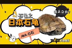 价格稳步下跌的日本草龟之日本石龟#日石视频封面