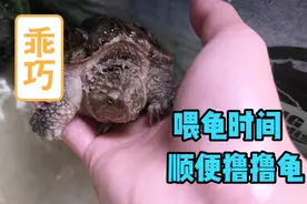 给鳄龟们吃点猪肉，长点膘。