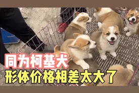 真是一分钱一分货，同样是柯基，为何价格区别这么大？视频封面