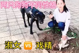 自驾游山西，救助的土狗为啥喜欢刨土，看看我家的流浪狗巴顿本事视频封面