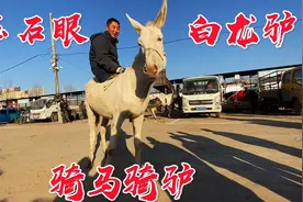玉石眼白龙千里驴真霸气，骑驴比骑马更拉风，这头驴价不比马逊色