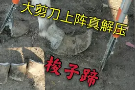 灰驴长成梭子蹄还踢人，走路像踩高跷高抬腿！大剪刀上阵真解压！视频封面