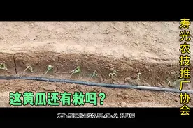 黄瓜定植后萎蔫，是哪里出了问题，还能救活吗