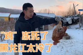 黑龙江零下几十度有多冷？鸡鸭鹅接二连三被冻死，一年辛苦白费了视频封面