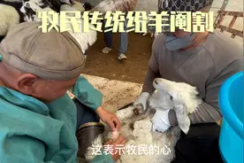 小伙实拍蒙古族牧民阉割小羊，不是传统的就落后
