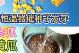 气温低用恒温器催种子发芽你试过吗冬瓜黄瓜等都可早收1-2个月视频封面