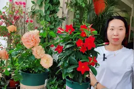 想让花卉开花，少不了磷钾肥，如何正确使用磷酸二氢钾？视频封面