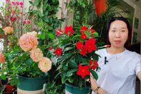 想让花卉开花，少不了磷钾肥，如何正确使用磷酸二氢钾？视频封面