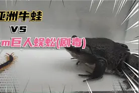 当牛蛙遇见17㎝致命巨人蜈蚣结局会如何？牛蛙扛得住如此剧毒吗？视频封面