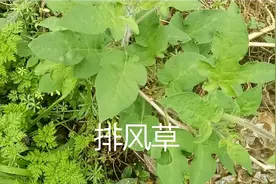 深山路边的一种植物，“排风草”，也是一种不错的中草药，去看看