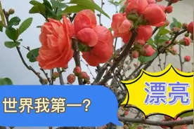 退休大叔海棠花苞达10公分，号称世界一号，一起去看看？视频封面