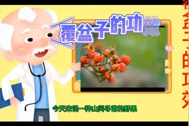 山间不起眼野果，却是补肾填精的良药。肾虚腰痛，尿频不育，都治视频封面