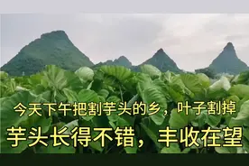 今天下午割芋头的叶子，不给它抢肥，芋头长得不错，丰收在望