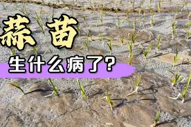蒜苗叶子发白，是受冻害还是生病了，老四给大家分析一下视频封面