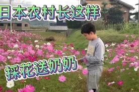 日本农村可比城里好，采花还可以挖荠菜。淳妈荠菜饺子安排上。视频封面