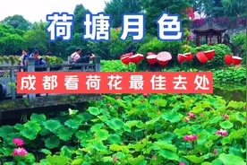 初夏荷塘月色，成都一环路内最佳观荷花公园，很多新成都人没来过视频封面