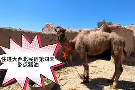 住进西北民宿第四天，租金300一个月，四百年前的古城你觉得值吗视频封面